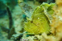 "Tip-tilt". Taenianotus triacanthus (leaf scorpionfish). ... by E&e Lp 